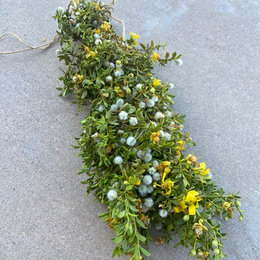 Fresh Chaparral (Creosote) Bundle, wildcrafted fresh creosote desert rain